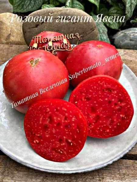 rozovyy-gigant-yavena-1-161677