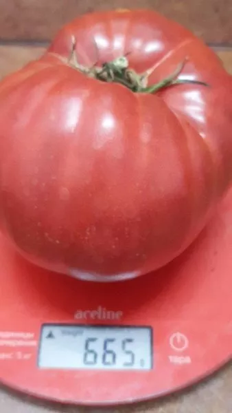 rozovyy-gigant-yavena-2-161677