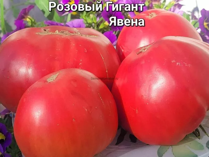 rozovyy-gigant-yavena-3-161677