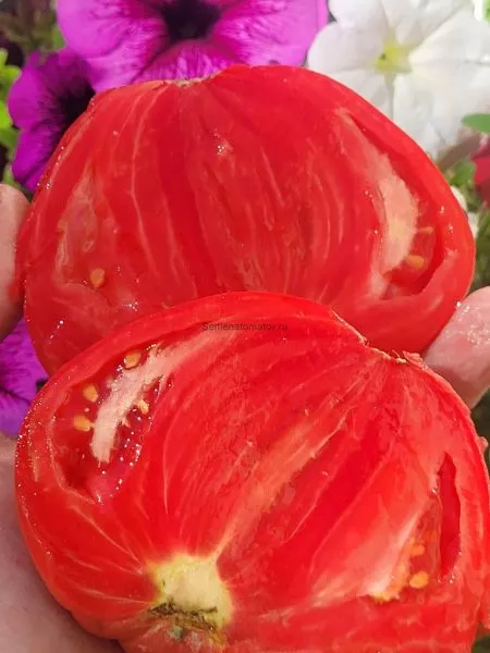 rozovyy-gigant-yavena-5-161677