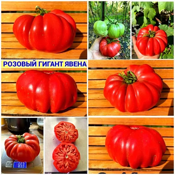 rozovyy-gigant-yavena-6-161677