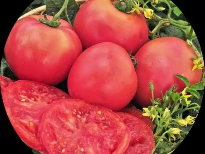 rozovyy-gigant-yavena-8-161677