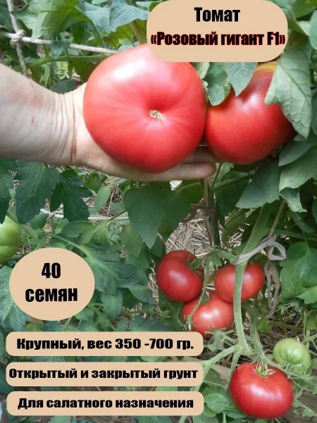 rozovyy-gigant-yavena-9-161677