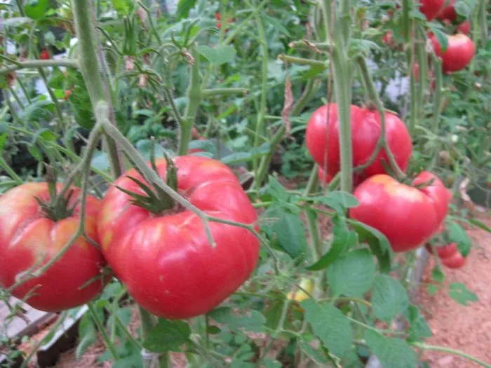 rozovyy-gigant-yavena-main-161677