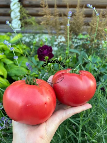 rozovyy-klad-3-165265