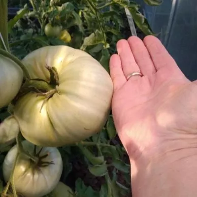 rozovyy-klad-5-165265