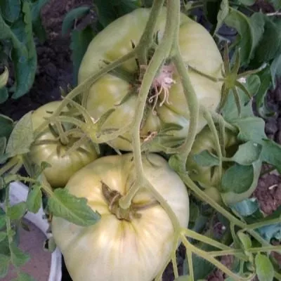 rozovyy-klad-7-165265