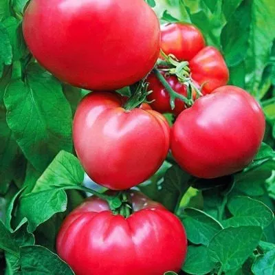 rozovyy-klad-8-165265