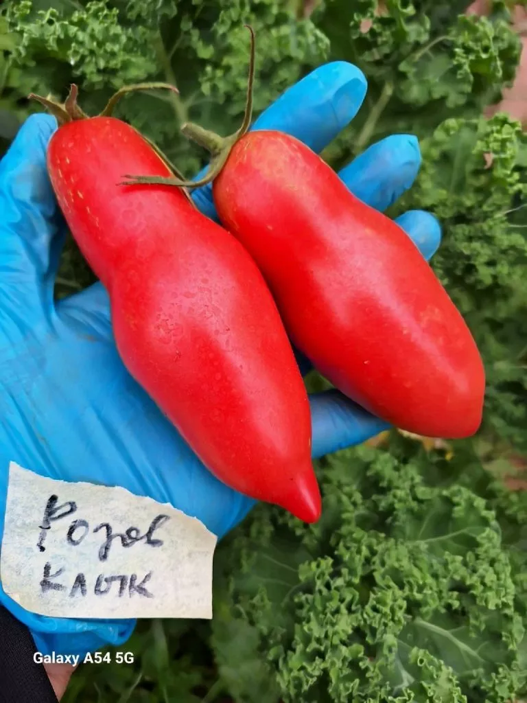 rozovyy-klyk-1-133461