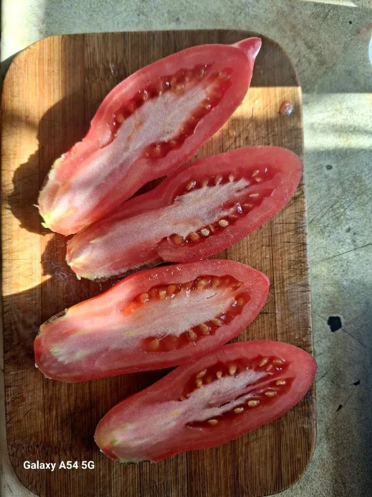 rozovyy-klyk-2-133461