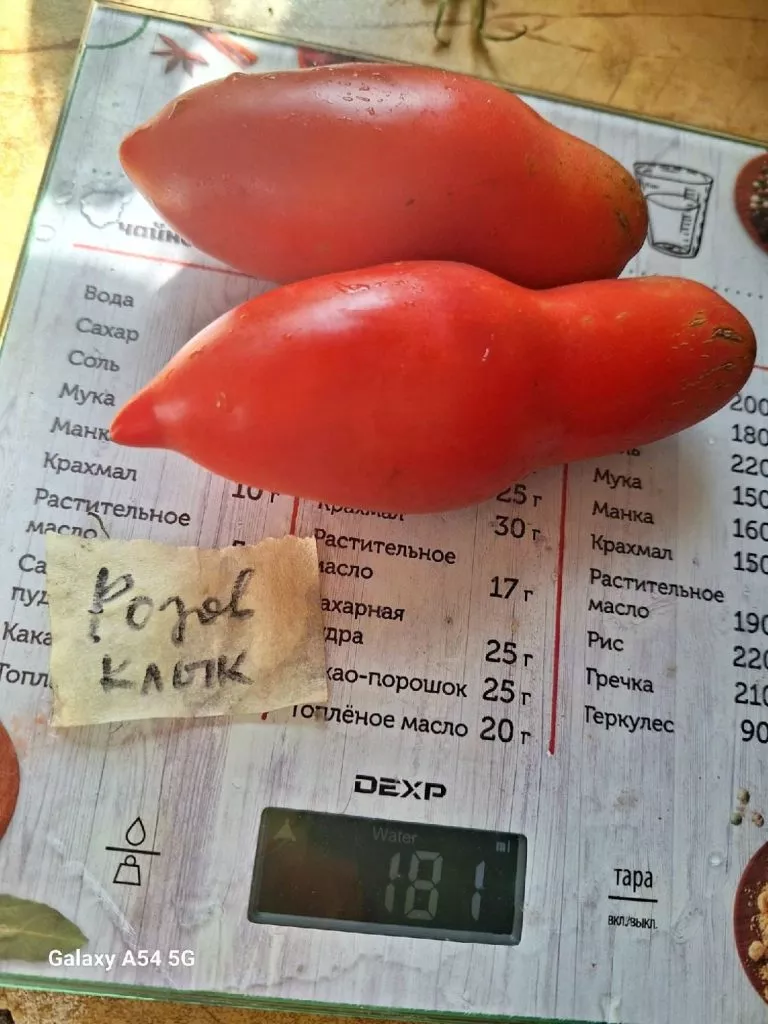 rozovyy-klyk-4-133461