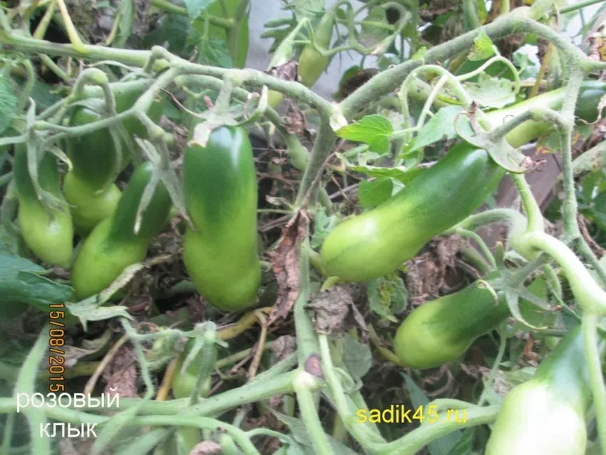 rozovyy-klyk-5-133461