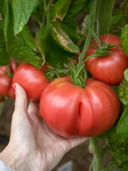 rozovyy-rassvet-3-153769