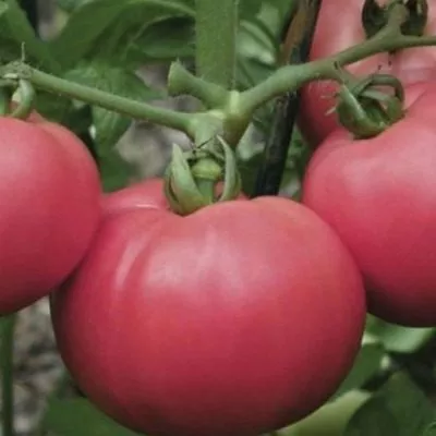 rozovyy-rassvet-5-153769