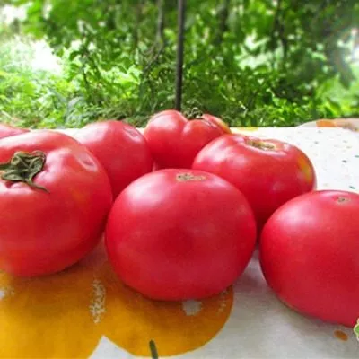 rozovyy-rassvet-6-153769