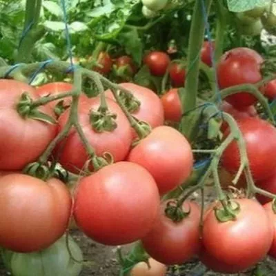 rozovyy-rassvet-8-153769