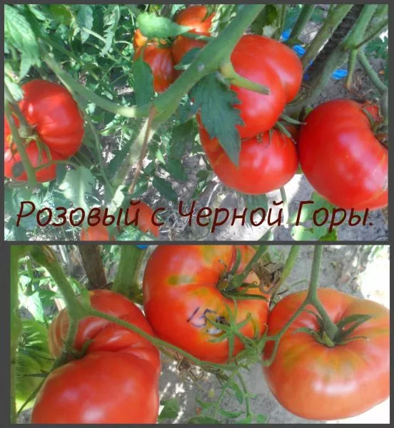 rozovyy-s-chernoy-gory-1-164081