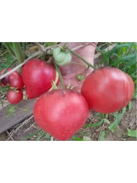 rozovyy-s-chernoy-gory-4-164081