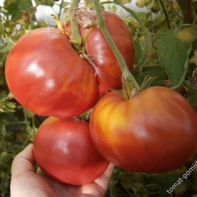 rozovyy-s-chernoy-gory-6-164081