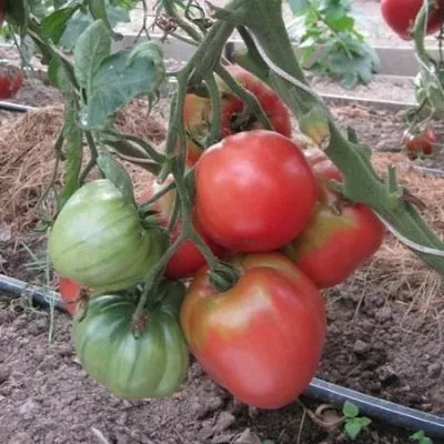 rozovyy-s-chernoy-gory-7-164081