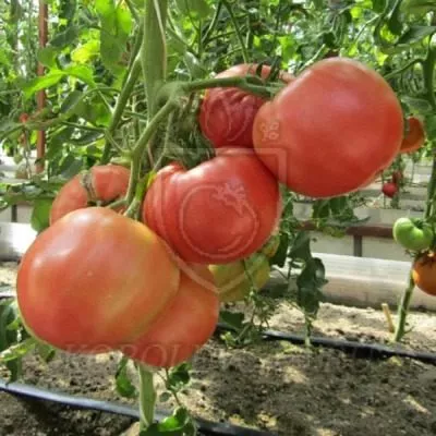 rozovyy-s-chernoy-gory-8-164081