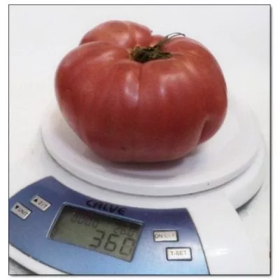 rozovyy-s-chernoy-gory-9-164081