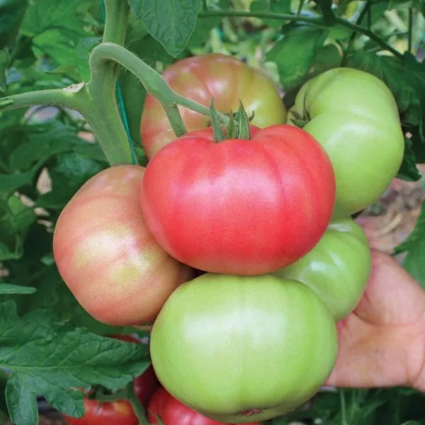 rozovyy-s-chernoy-gory-main-164081