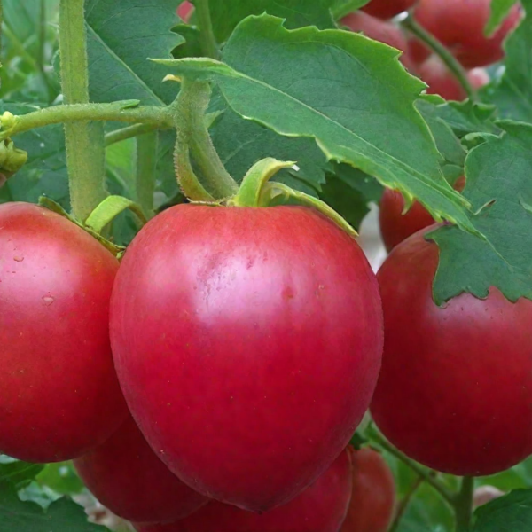 rozovyy-scherbet-1-155733