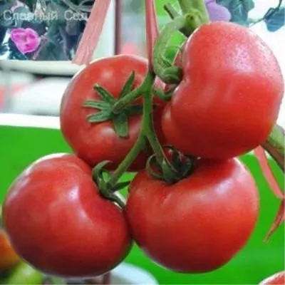 rozovyy-sladkiy-4-133527