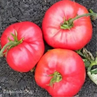 rozovyy-sladkiy-6-133527