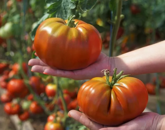 rubinovyy-syurpriz-2-166831