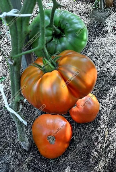 rubinovyy-syurpriz-4-166831