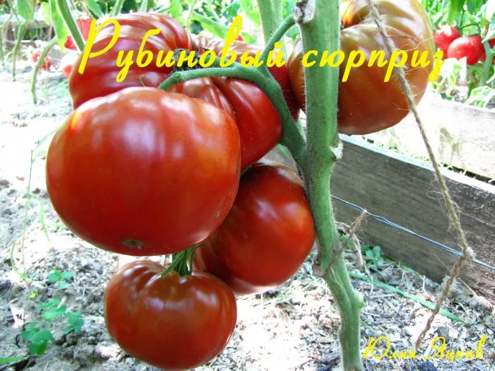 rubinovyy-syurpriz-7-166831