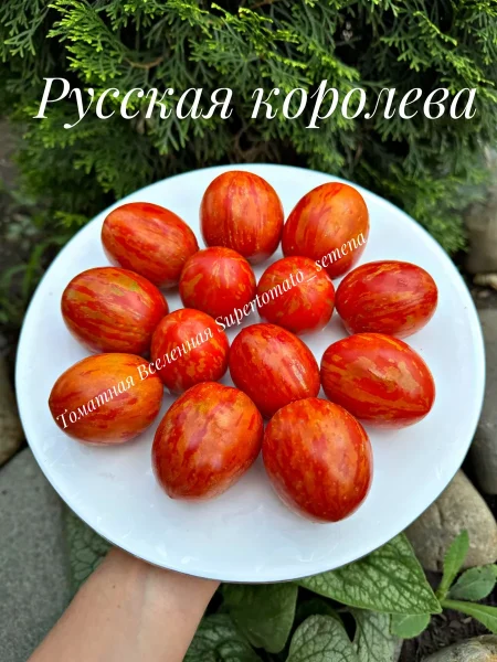 russkaya-koroleva-4-148313