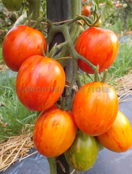 russkaya-koroleva-5-148313