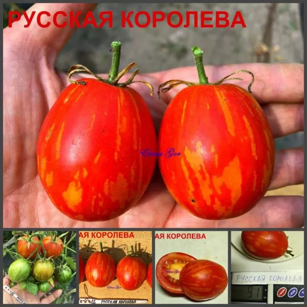 russkaya-koroleva-6-148313