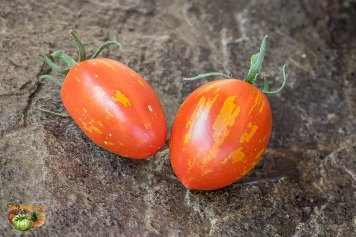 russkaya-koroleva-7-148313