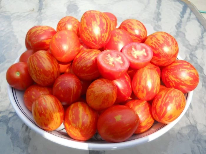 russkaya-koroleva-main-148313