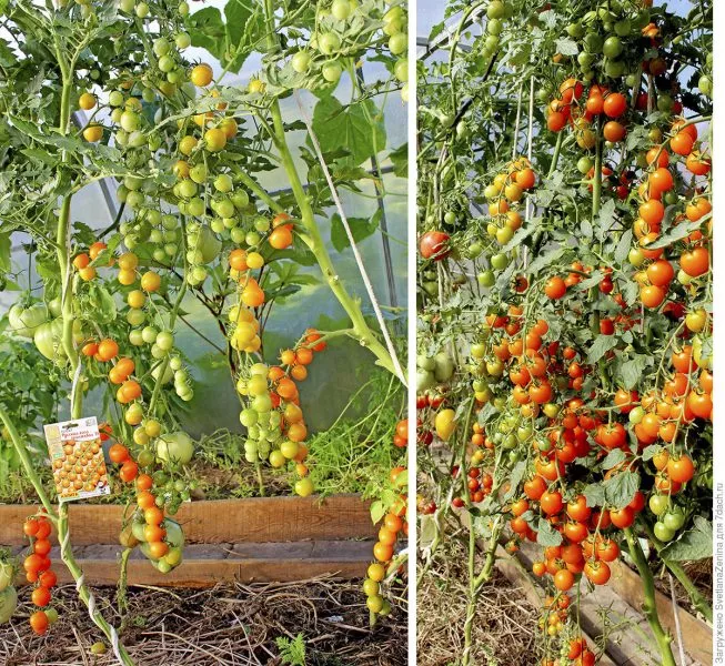 russkaya-kosa-krasnaya-2-167250