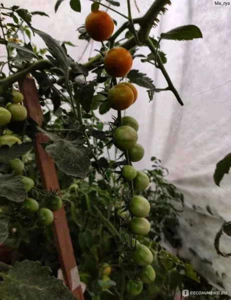 russkaya-kosa-krasnaya-4-167250