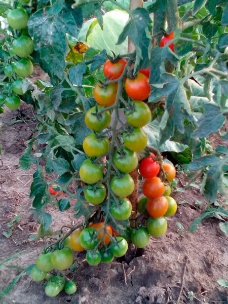 russkaya-kosa-krasnaya-5-167250