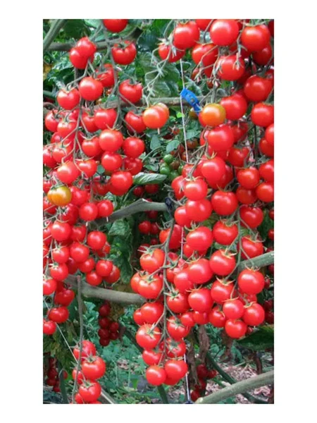 russkaya-kosa-krasnaya-6-167250