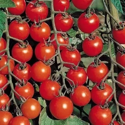 russkaya-kosa-krasnaya-8-167250