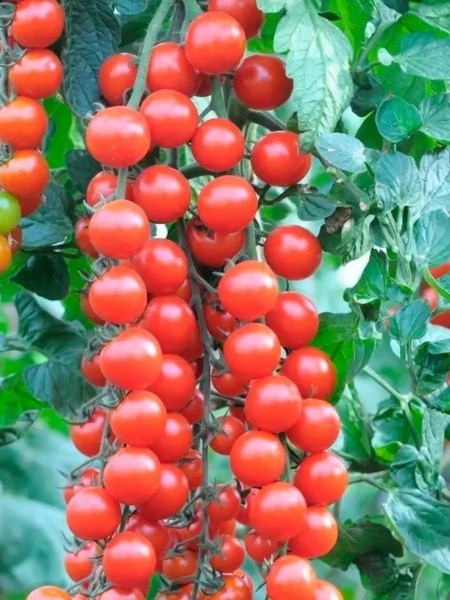 russkaya-kosa-krasnaya-main-167250