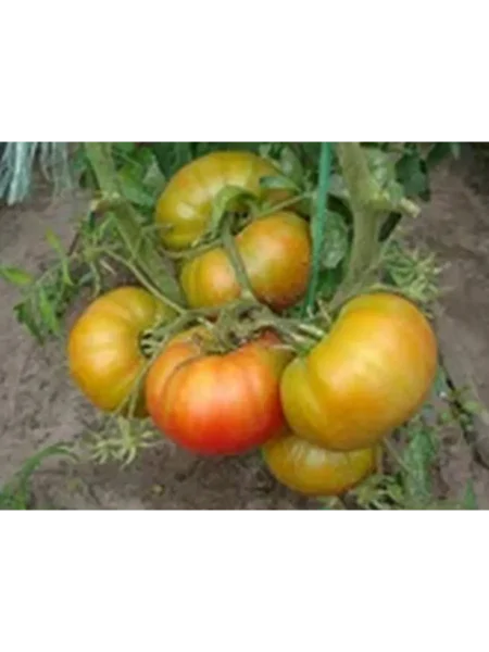 russkaya-krasavitsa-1-158001