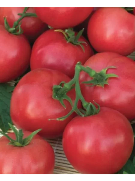 russkaya-krasavitsa-main-158001