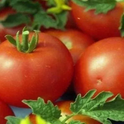 russkaya-matreshka-3-159357