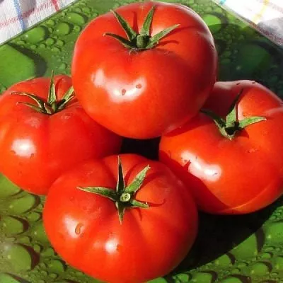 russkaya-matreshka-main-159357