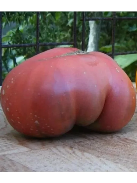 russkiy-razmer-3-148704