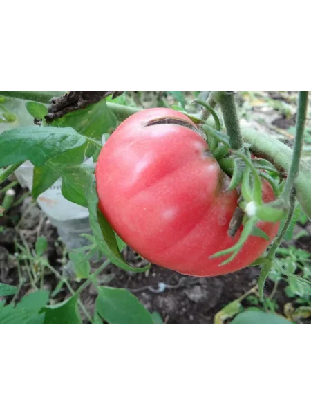 russkiy-razmer-4-148704